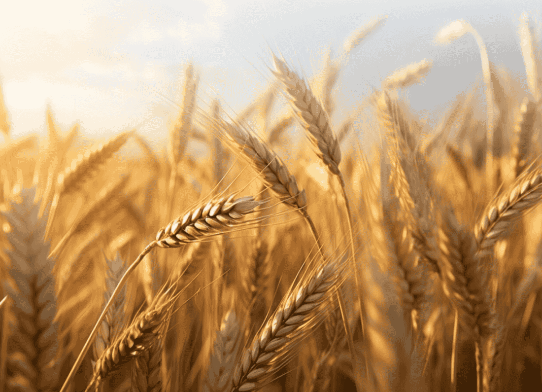 CM Punjab Wheat Support Program 2026 | Official Registration Guide